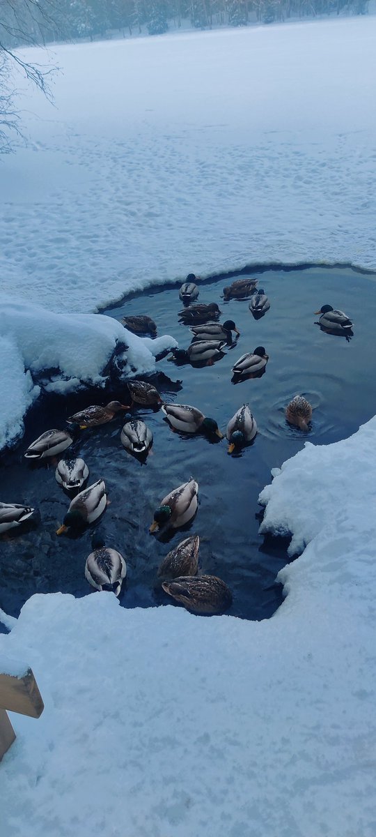 ModdedGiraffe's tweet photo. Just some ducks, enjoy your day :3 https://t.co/MGJg5TGXSN