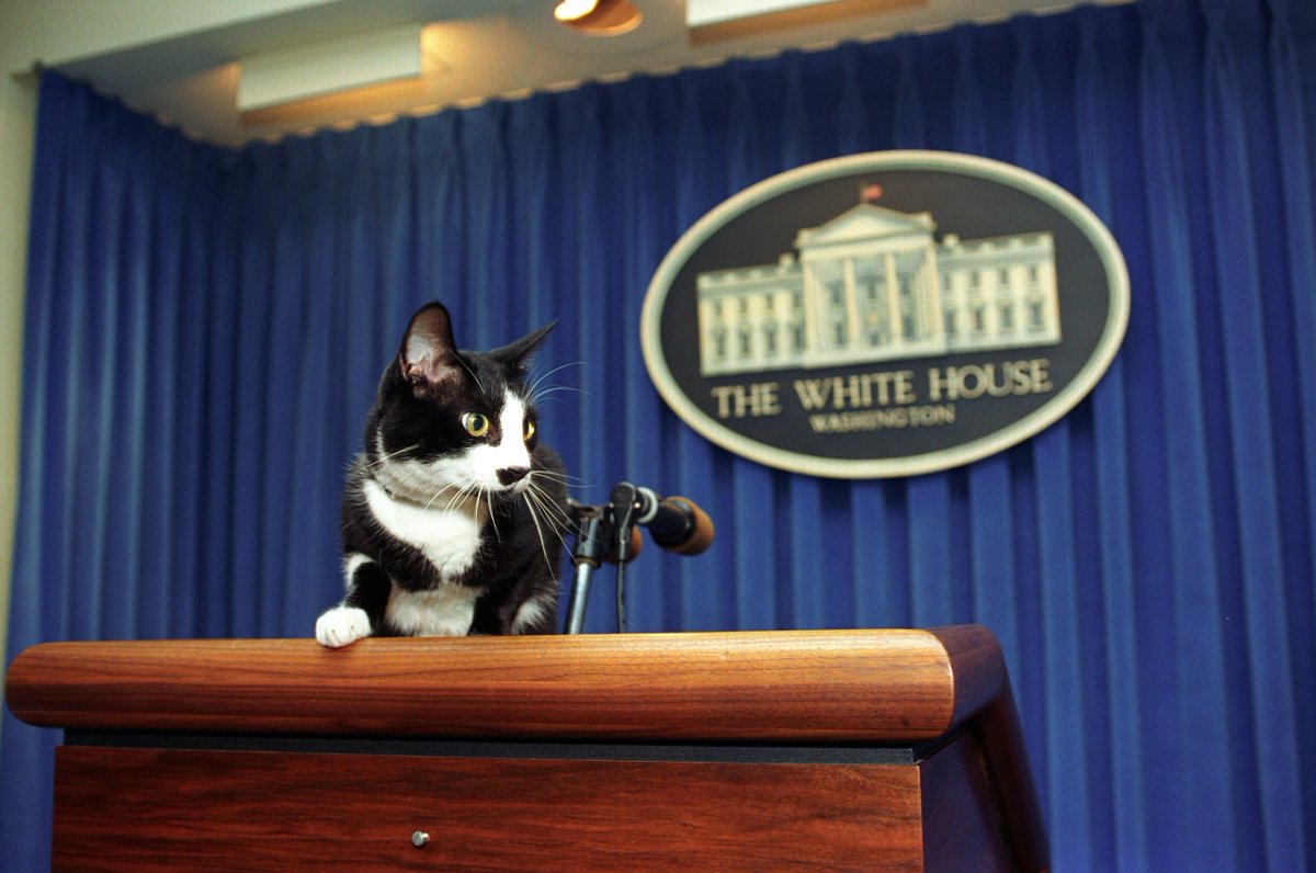 Canadiancatluv's tweet photo. Socks was part of a long line of presidential cats serving our southern neighbour! Now joined by grey tabby Willow. 
More: https://t.co/BqS5ripr57
#cats #CatsofTwittter https://t.co/ukRNyrnyxt