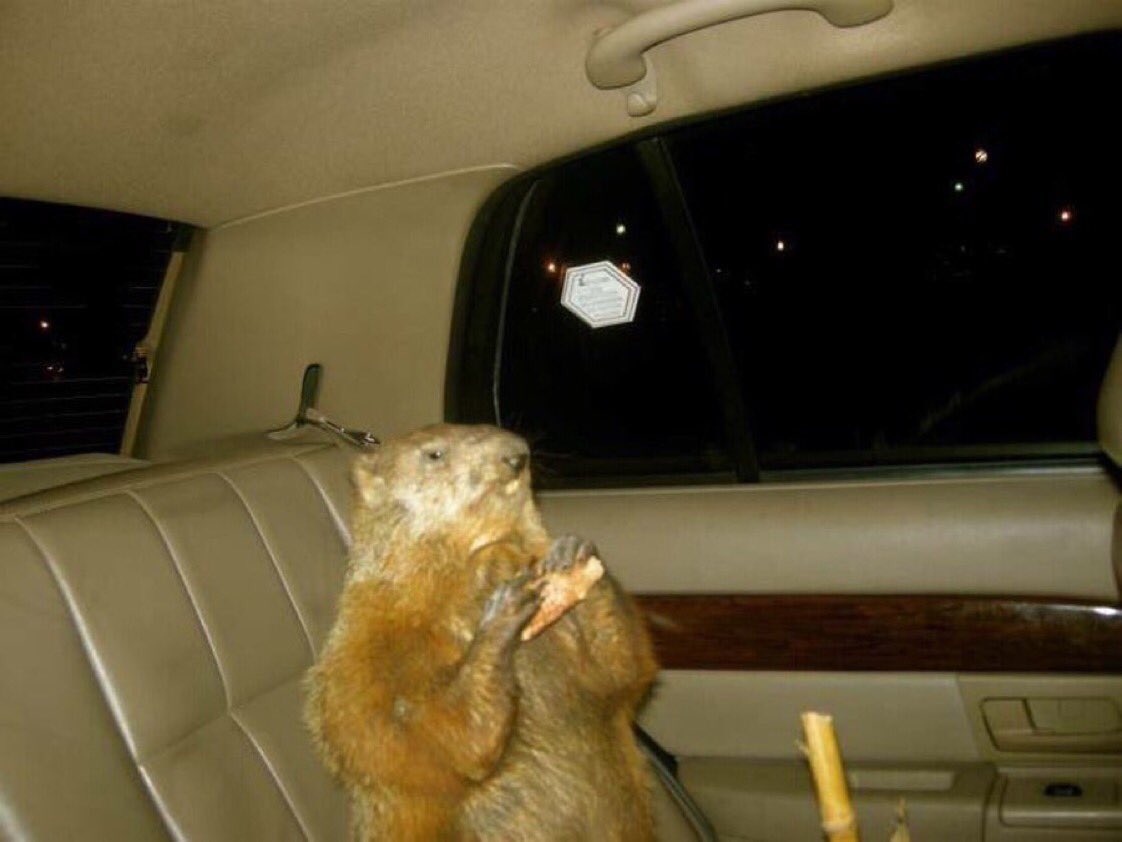 PotomacPhil's tweet photo. Heading out to my favorite dive bar before I see some humans in the morning https://t.co/pqGizanUC5
