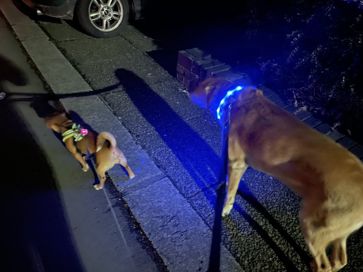 StaveleySchool's tweet photo. Josh and Ellie have been out for their evening walk with Miss Strange collecting Street Tags. Get your dogs involved too! Join our team and get collecting tags. #streettags @streettaghq https://t.co/wCgODFAXII