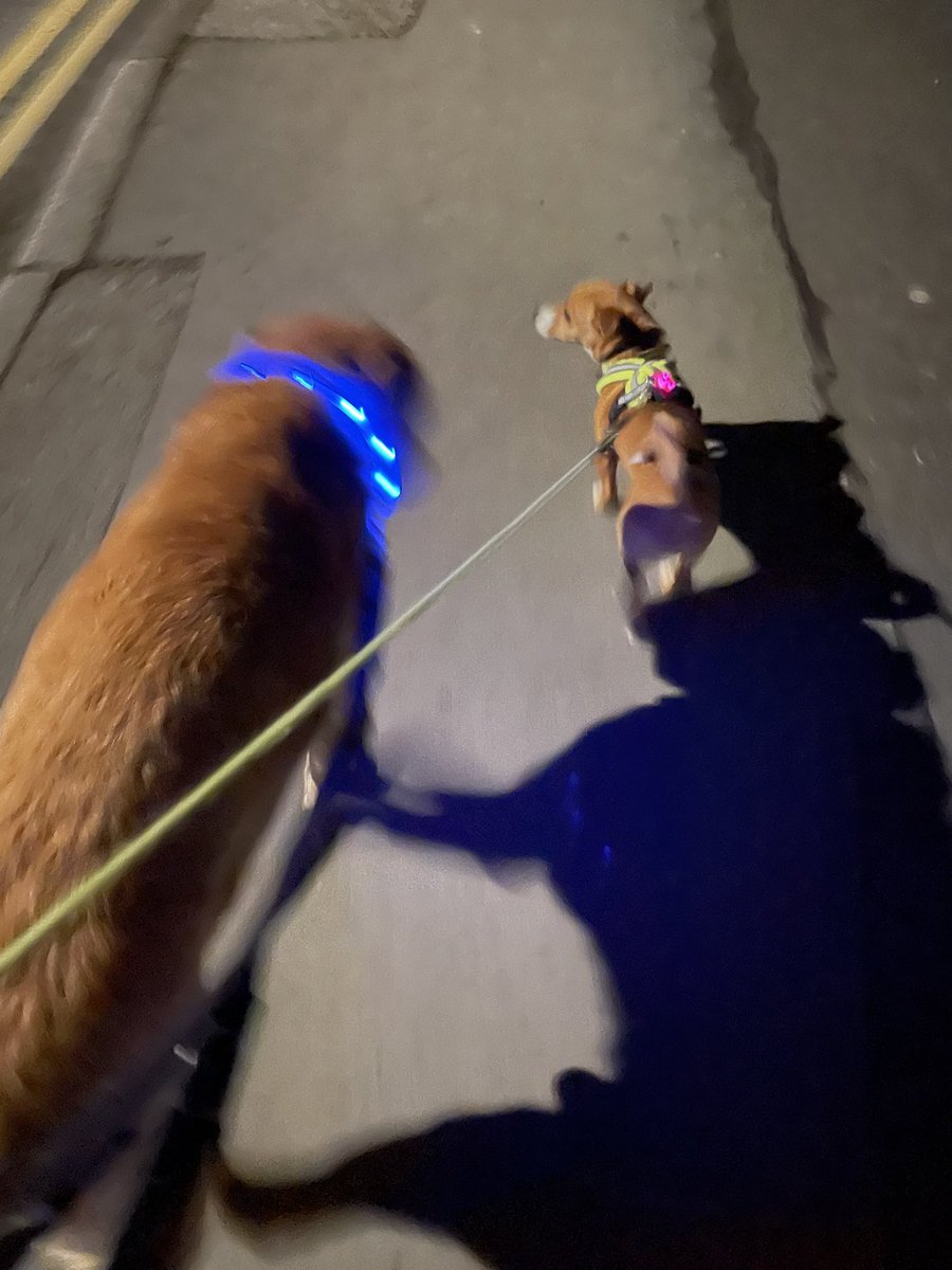StaveleySchool's tweet photo. Josh and Ellie have been out for their evening walk with Miss Strange collecting Street Tags. Get your dogs involved too! Join our team and get collecting tags. #streettags @streettaghq https://t.co/wCgODFAXII