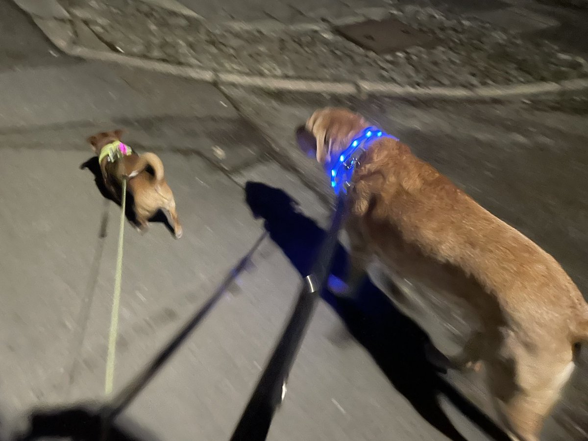 StaveleySchool's tweet photo. Josh and Ellie have been out for their evening walk with Miss Strange collecting Street Tags. Get your dogs involved too! Join our team and get collecting tags. #streettags @streettaghq https://t.co/wCgODFAXII