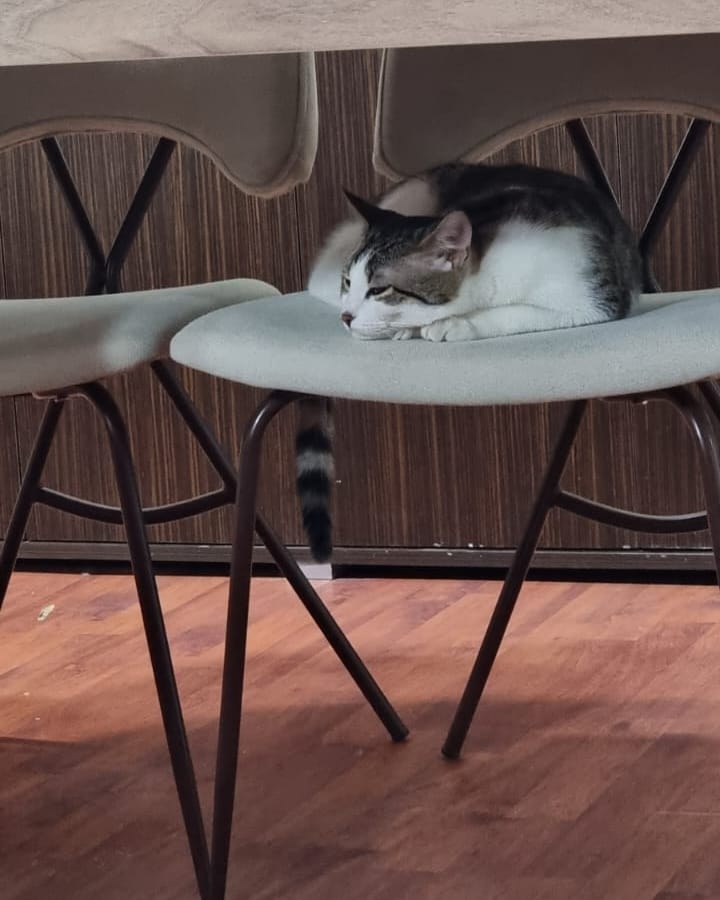 RmeysaTeksan's tweet photo. Şu çocuklar için acilin acilinden yuva arıyoruz. 3 erkek 1 dişi. Yaklaşık 7 aylıklar... Paylaşabilirsek sevinirim pamuk eller Retweet tuşlarına 😼😽 https://t.co/zQM6JySS4Q