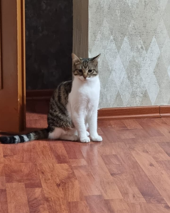 RmeysaTeksan's tweet photo. Şu çocuklar için acilin acilinden yuva arıyoruz. 3 erkek 1 dişi. Yaklaşık 7 aylıklar... Paylaşabilirsek sevinirim pamuk eller Retweet tuşlarına 😼😽 https://t.co/zQM6JySS4Q
