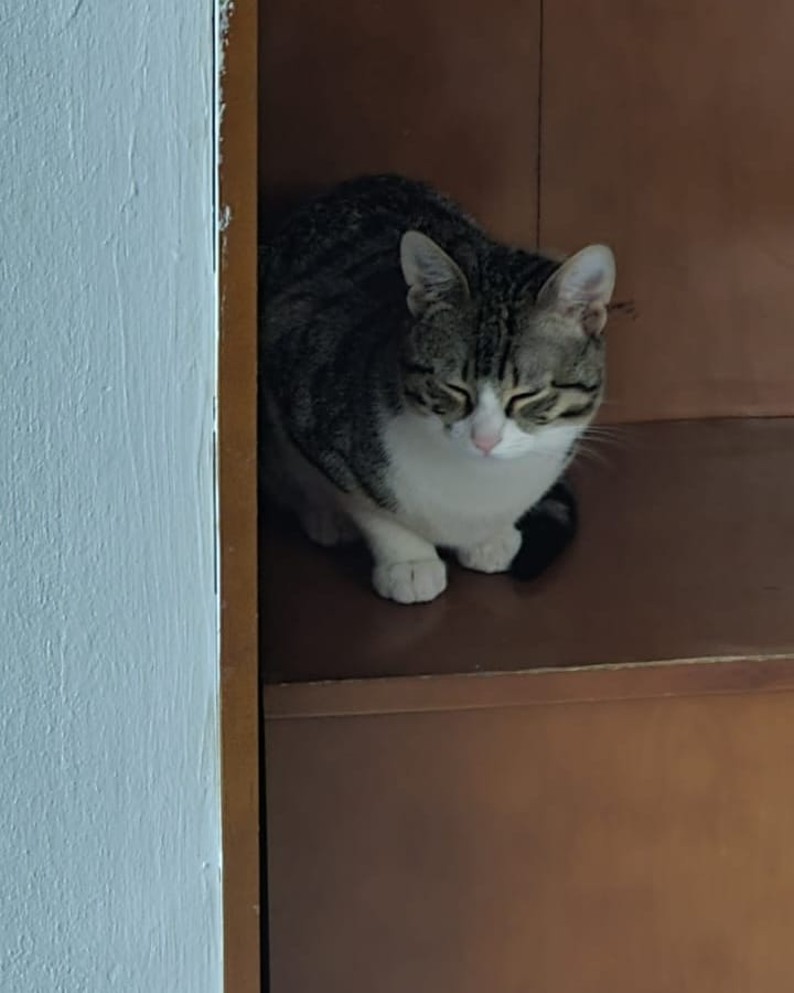 RmeysaTeksan's tweet photo. Şu çocuklar için acilin acilinden yuva arıyoruz. 3 erkek 1 dişi. Yaklaşık 7 aylıklar... Paylaşabilirsek sevinirim pamuk eller Retweet tuşlarına 😼😽 https://t.co/zQM6JySS4Q