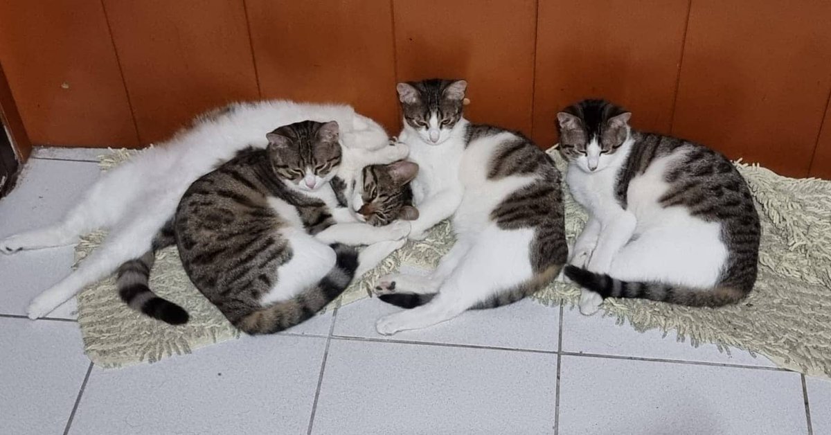Şu çocuklar için acilin acilinden yuva arıyoruz. 3 erkek 1 dişi. Yaklaşık 7 aylıklar... Paylaşabilirsek sevinirim pamuk eller Retweet tuşlarına 😼😽