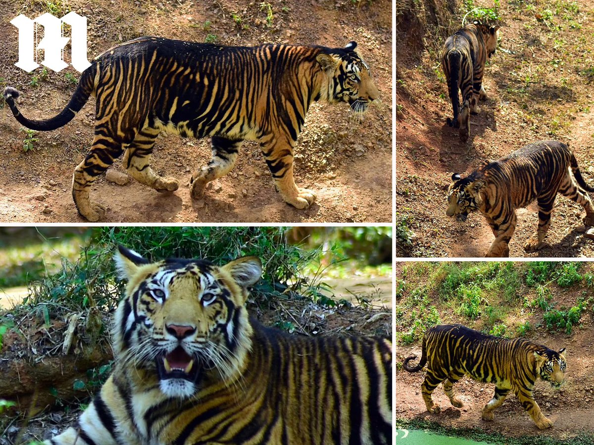 DailyMail's tweet photo. Ultra-rare BLACK tigers are caught on camera 

https://t.co/2IxOdObkXH https://t.co/ZpF7Rpdpqj