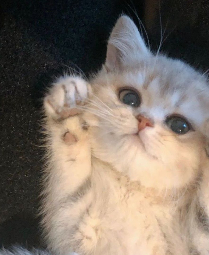 Daily Cat Dose (@shouldhaveacatt) on Twitter photo 