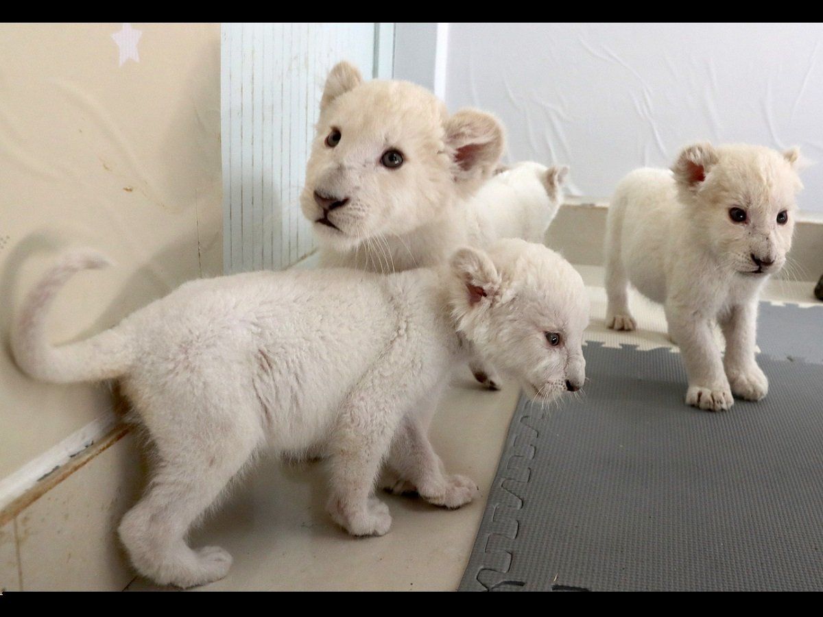 ParrotFE's tweet photo. Buy white lion cubs
https://t.co/ccdQSq477g https://t.co/lhWeU6fE8F