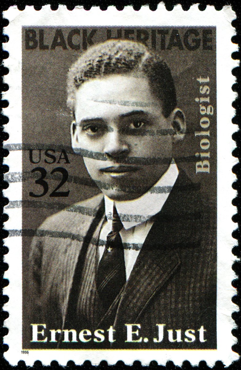 JeremyBRoberts's tweet photo. For #BlackHistoryMonth I’m gong to share each day about a hero of mine. Today, it’s Ernest Everett Just. He was a gifted marine biologist whose studies on reproduction of Alitta succinea (clam worms) and Arbacia punctulata (Atlantic purple sea urchin) still fascinate me today. https://t.co/PnIbXpKgZL