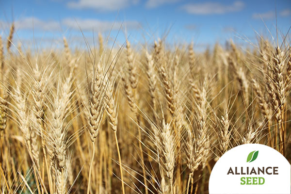 AllianceSeed's tweet photo. #AACLeRoyVB is one of our top-performing seed products. Learn more about why you should include it for #plant22 here: https://t.co/qGVlaoSUrd https://t.co/6pwlOaIDgh