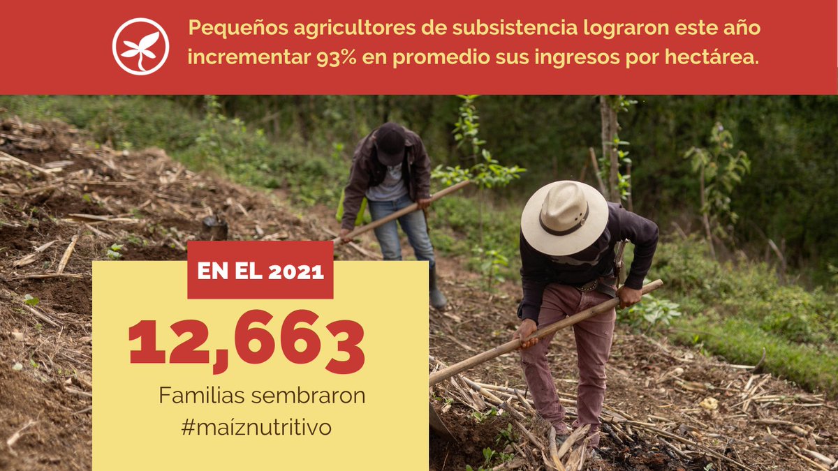 Superamos nuestra meta en el 2021. A través de ventas, donaciones y colaboraciones con asociaciones agrícolas estamos llegando a miles de familias en Guatemala con más #nutrición y milpas más productivas. 👇