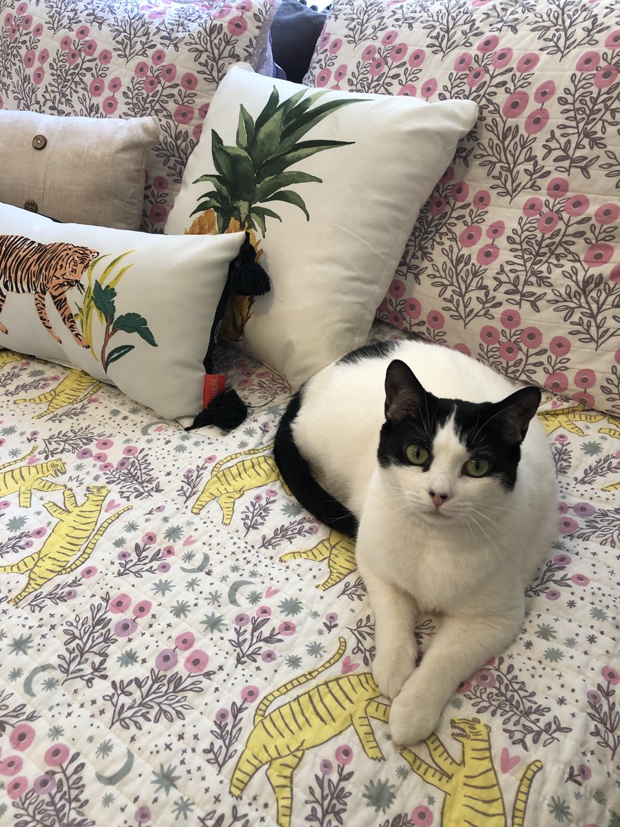annakirgo's tweet image. Here&apos;s Mochi curling up with her tiger pillow on her tiger blanket to offer her endorsement!