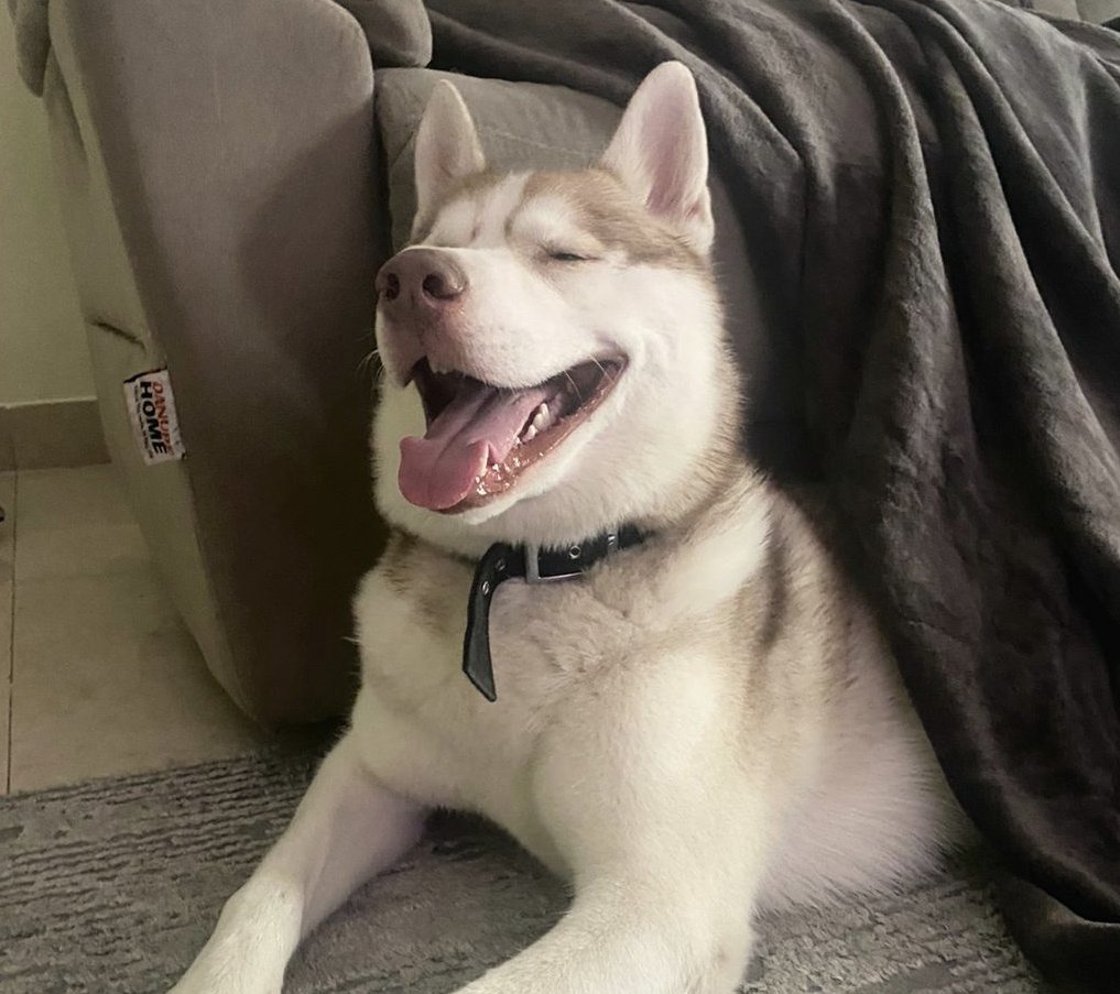 jonnyyoungnew's tweet photo. I know what you're thinking.. How can I become as happy as this dog.. I'll tell you.. https://t.co/tuouSH9ax6
