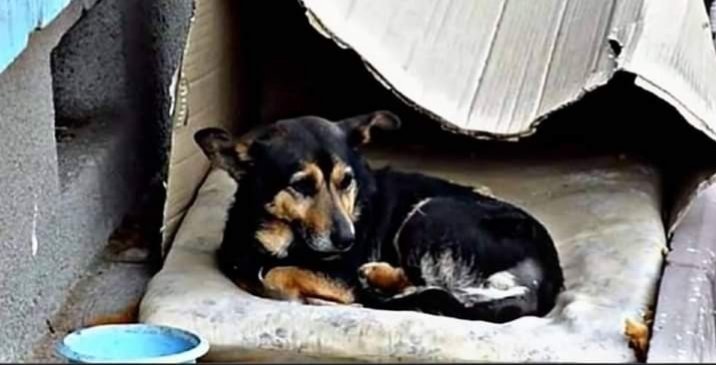 tonideltoro71's tweet photo. PERRO CALLEJERO SE FUE A LLORAR
SOLO DESPUÉS DE QUE LE ROBARAN
SU ÚNICA POSESIÓN SU ALMOHADITA
POR UN MUNDO DE RESPETO Y CARIÑO
HACIA LOS ANIMALES
!#CONPARTE ESTA #Historia https://t.co/66Jobt8AJx