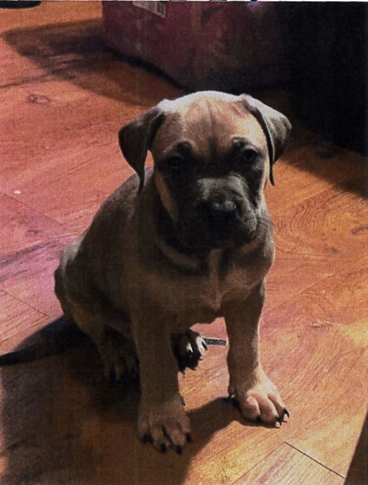 kcpolice's tweet photo. 🚨Stolen Puppy Report 🚨

Someone stole “Big Poppa” from his front yard recently near College Ave. &amp; Meyer Blvd. He’s a 3-month-old Pit Bull/Mastiff and is microchipped. 

Contact Sergeant Michael Vulje if you have information - Michael.Vulje@kcpd.org or 816-581-0666. https://t.co/Kaq5GRVWnq