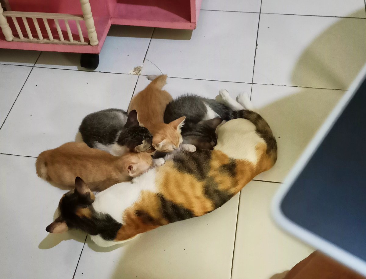 rfirmans_'s tweet photo. Baru kelar belajar malam ini. Persiapan Ujian Latsar Berakhlak LAN besok Rabu (2/2). Ditemani Cheese dan babies nya. MashaAllah 🐈
#widyaiswara #smartasn  #comelkucingshirin https://t.co/siher1zczE