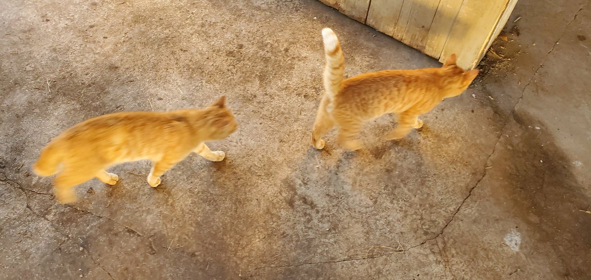 michaelbexargop's tweet photo. Not sure of they count as trainees but the Range Cats were very intrigued. https://t.co/zggKTOSJkq