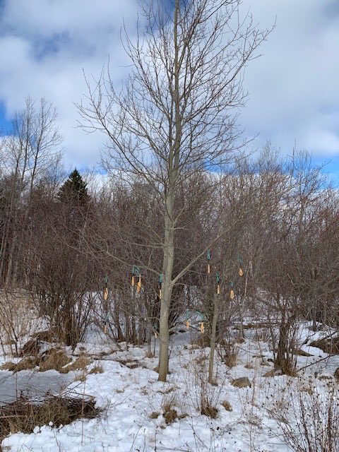 TlSpartans's tweet photo. Today we stepped into another cultural way of thinking-we (5/6/7) explored Apukmajit and made our winter offering by feeding February in the gift of eco-friendly bird feeders! https://t.co/CVfgWp8zrq