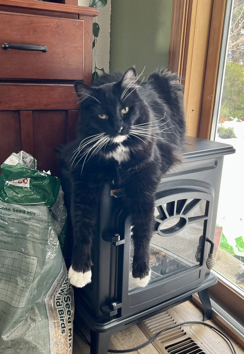 ItsTymo's tweet photo. GIVEAWAY!🎁 I have 10 allowlist spots to give away for @timepieces upcoming drop! I’m a bad artist, so I need your worst drawings of my cats.

1) Follow me and @timepieces AND like/RT this. 
2) Pick 1 of my 3 cats and draw them poorly. Worst 3 of each win in 36 hrs! Be creative! https://t.co/Y2Beih0vkh