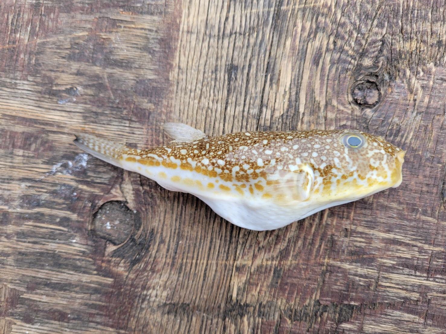へんな魚おじさん お魚クイズ このお魚な んだ T Co Pnkhp56six Twitter
