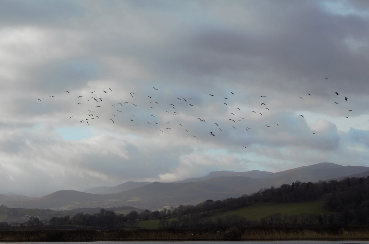 Bangor University Birdwatching Society tweet media