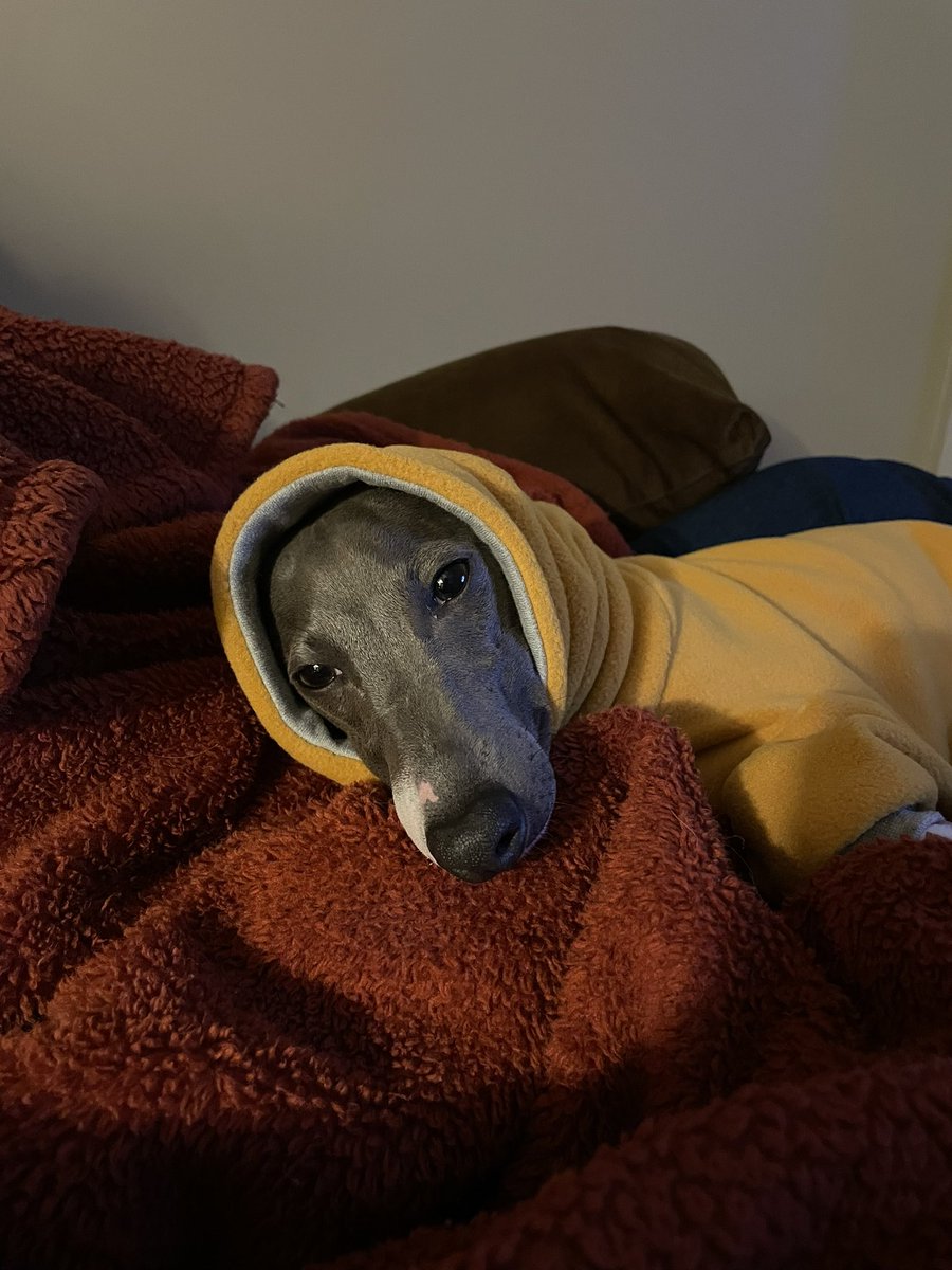 gwensmithh's tweet photo. @Trupanion @dog_rates an obvious answer https://t.co/7ULb9JZSOt