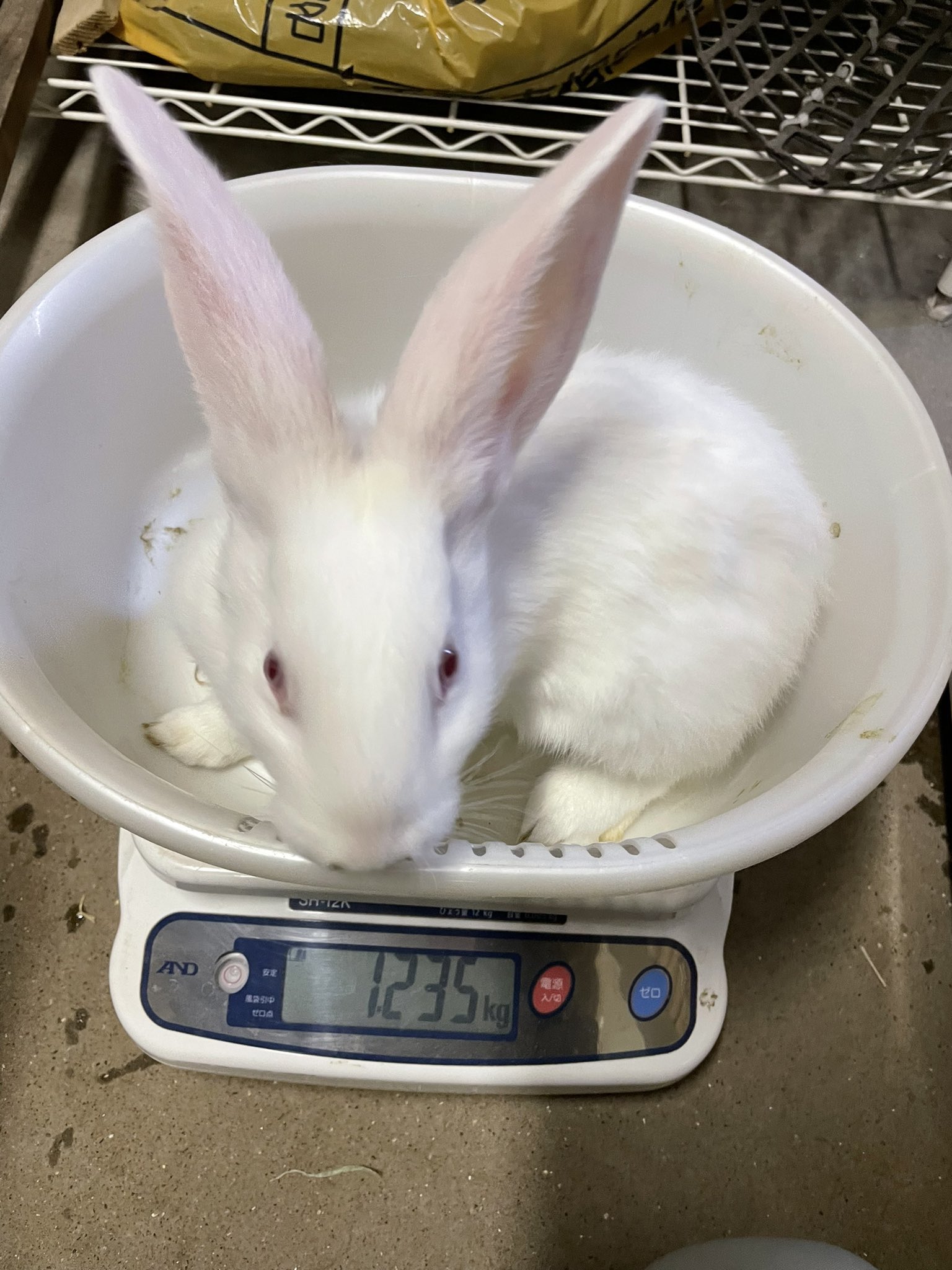 تويتر 千葉市動物公園 公式 على تويتر ジャンボうさぎの子供たち 生後1ヶ月半で 6歳のピール君に大きさが追いついてました ギ 千葉市動物公園 子ども動物園 うさぎ ネザーランドドワーフ ジャンボうさぎ 日本白色種 T Co Hknxnjwtqa