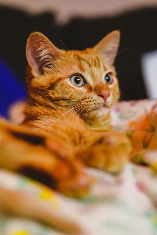 veezo44's tweet photo. @jjays_captions My cat June 🧡 https://t.co/hrexKibCJs