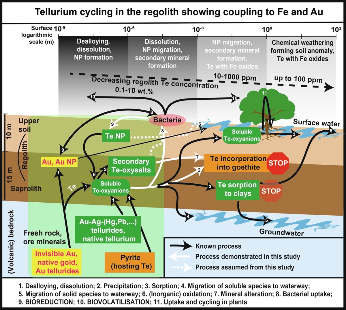 A story of tellurium, microbes and biogeochemical cycling! 
We asked the question: Does tellurium (Te) have a biogeochemical cycle in Nature?
Please click here to see our published study in GCA, including PDF copy until mid March! authors.elsevier.com/a/1eT%7ET3p4ZM… 
Thread 1/8