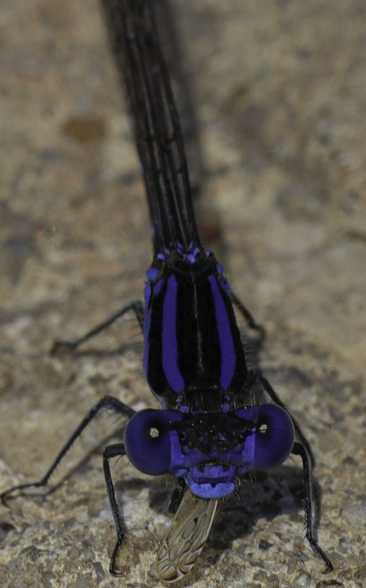 A_L_E_86's tweet photo. #Argia #Sedula #Texas This blue-tipped dancer with his blue-purple vivid colors controlling insects populations. Probably he was eating a fly. https://t.co/ZlJ7AtoOpQ