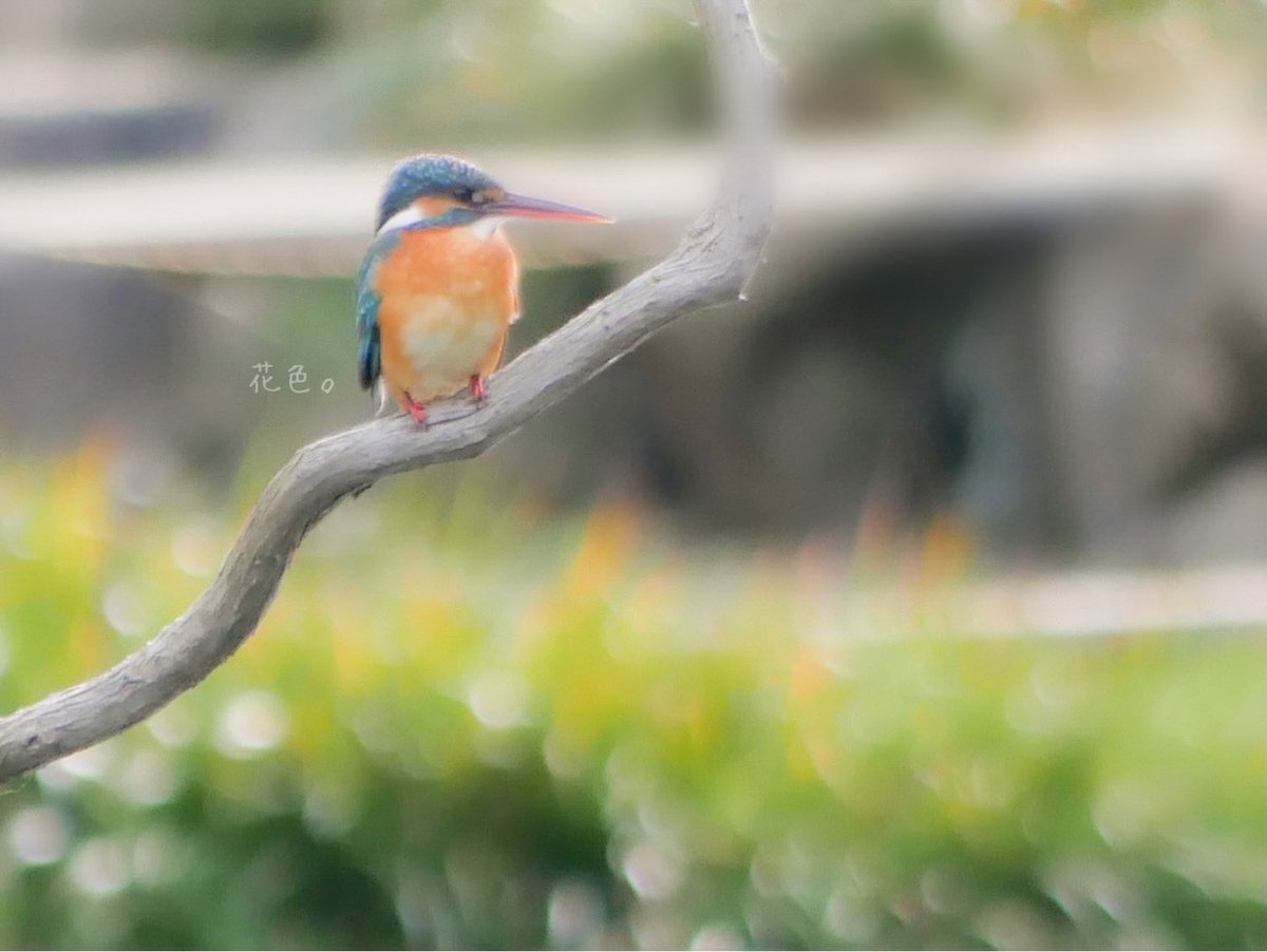ꕤ*.ﾟ

𓅯𓂃 𓈒𓏸

#自然 
#キリトリセカイ  
#野鳥
#野鳥写真
#カワセミ