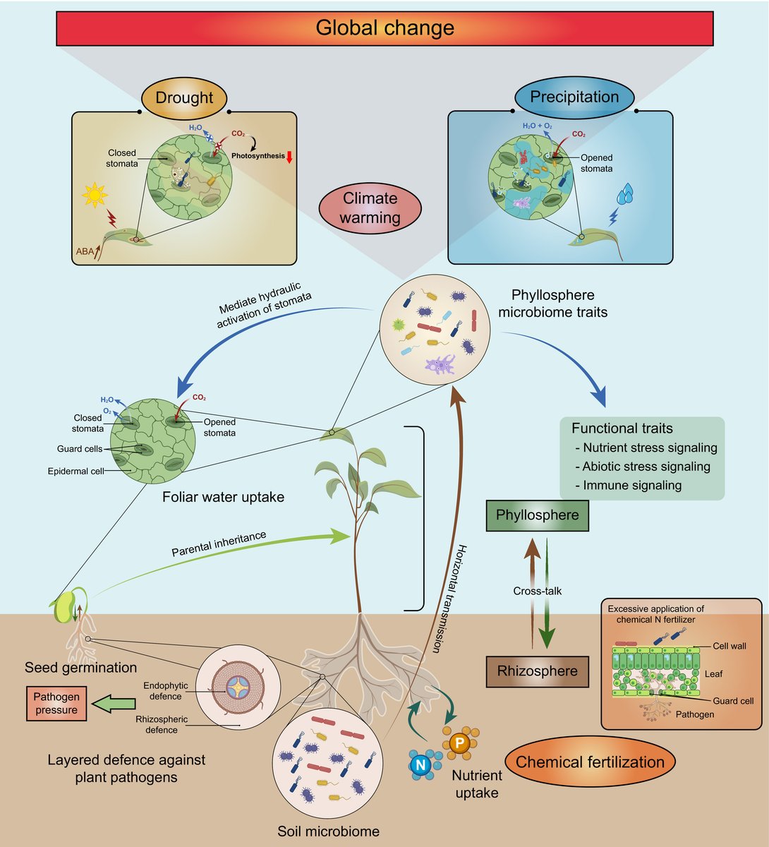 Impacts of global change on the phyllosphere microbiome #Review ow.ly/to9M50HJA2w