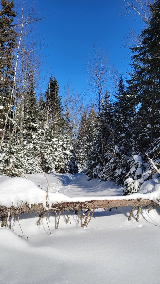 ShampooMarilyn's tweet photo. check out that blue sky #nature #bluesky #WINTER #Canada #notOttawa #ILoveWinter https://t.co/tdID8FD7vJ