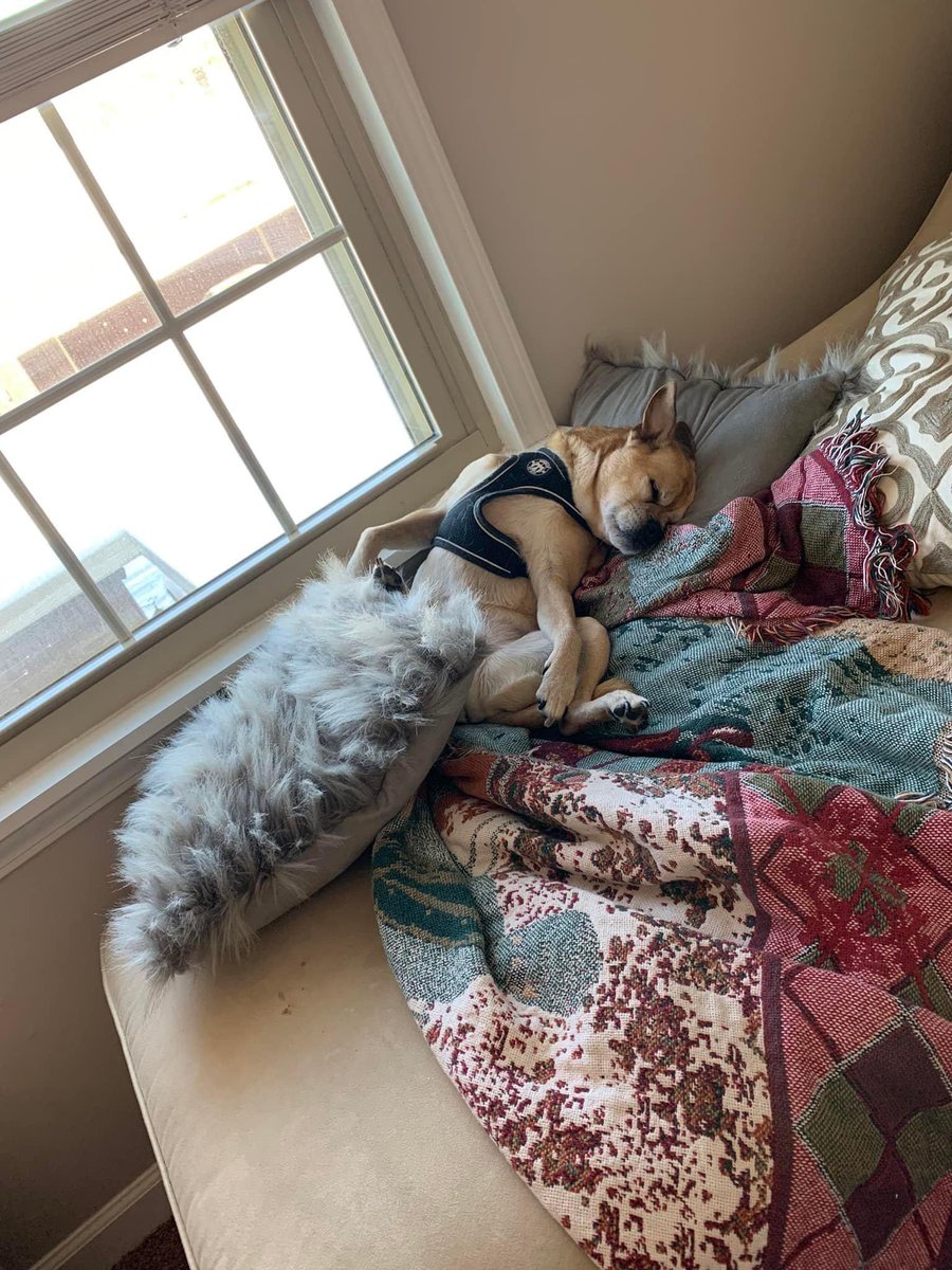 lockerbie's tweet photo. @OhNoSheTwitnt Our latest senior rescue dealing with yet another snow day in Middle TN. Boomer is 10 going on 11. Let’s all say a prayer that he makes it through another round of bad weather. https://t.co/euH2IDm53s