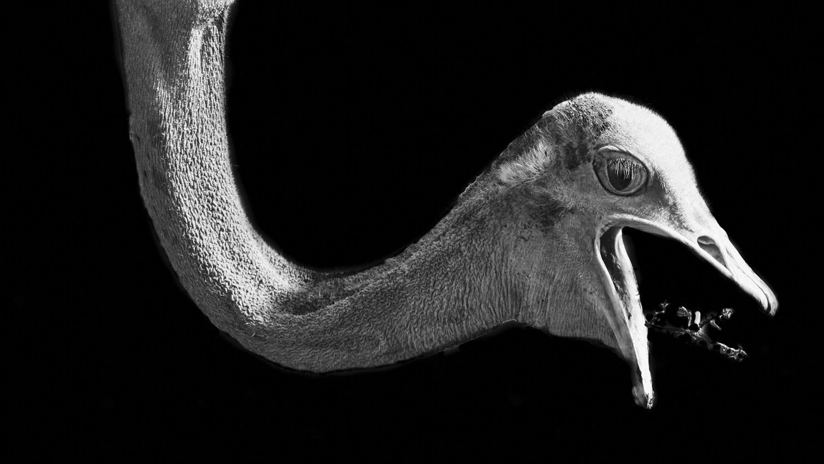 How does it do that without choking? Like humans, the ostrich tongue moves back towards the throat when it swallows, but it has a special pocket &amp; seals the trachea to prevent food going down the wrong way. Special birds for sure.