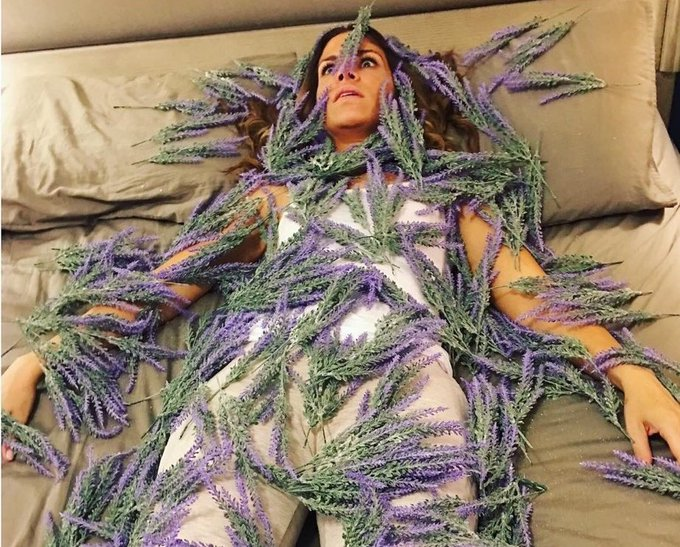 cornulda's tweet photo. *dicen que la lavanda calma los nervios*

me: https://t.co/ZtocE8VzQD