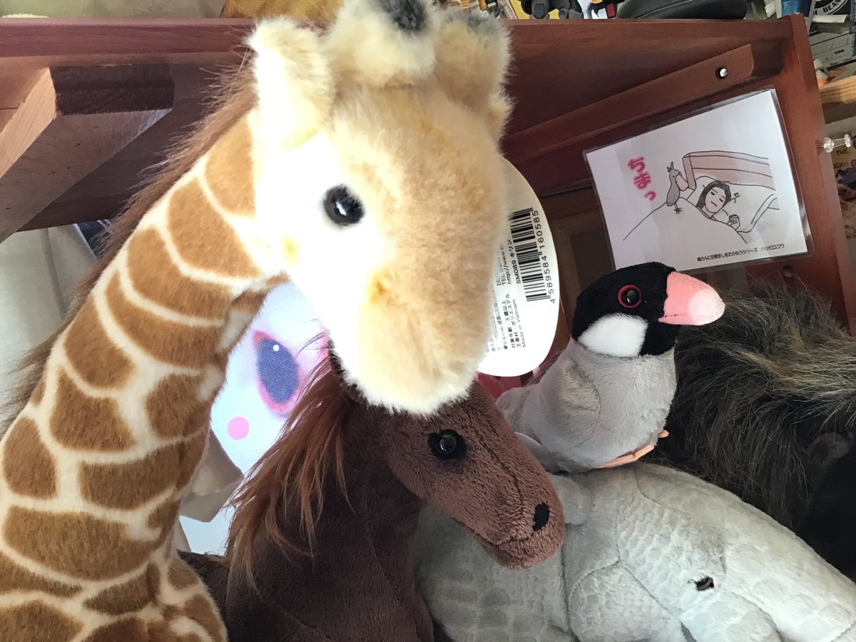 Wahoo_Wahoo_164's tweet photo. ゾウにキリンも文鳥も！

ぬいぐるみも多数販売のコーヒー専門店☕️ロンドベル、本日も営業中♪

ｸﾙｯﾎﾟ! ⋛⋋( ‘◇’)⋌⋚ ｸﾙｯﾎﾟｰ!! https://t.co/A7IE9zXn7c