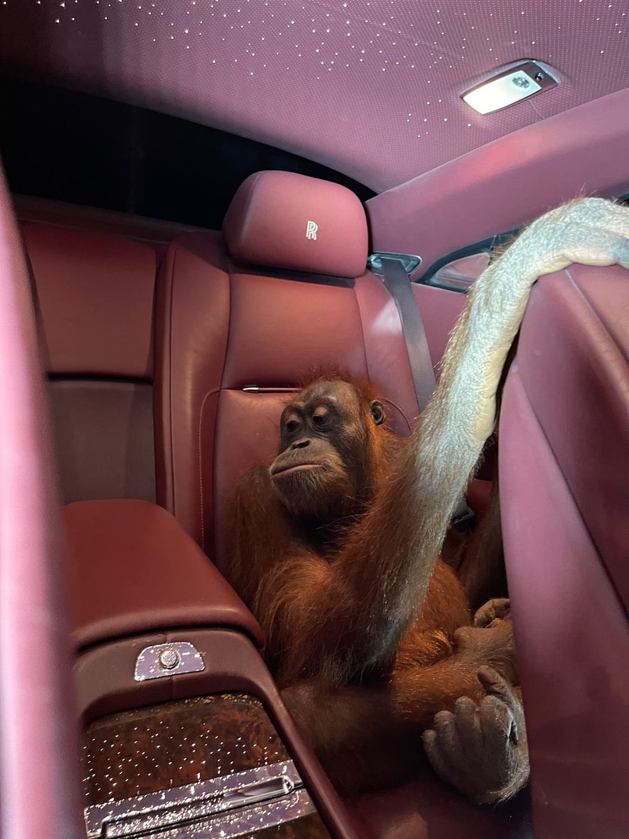 Orangutan Mile High Club | NFT Collection tweet media