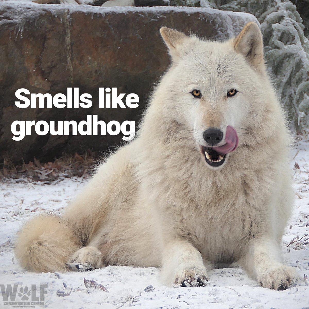 nywolforg's tweet photo. Sniff, sniff... https://t.co/wNxg1LjJas