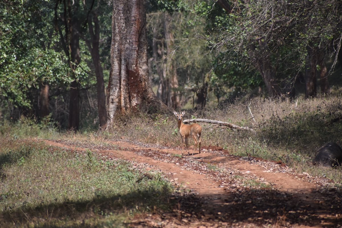 brt_tiger's tweet photo. Direct sighting of Four horned Antelope in Kollegal range of BRT during #tigercensus. @ntca_india @moefcc @aranya_kfd @Bandipur_TR @nagaraholetr @TigerBhadra @kalitigerreser1 https://t.co/dqbUaiJxJw