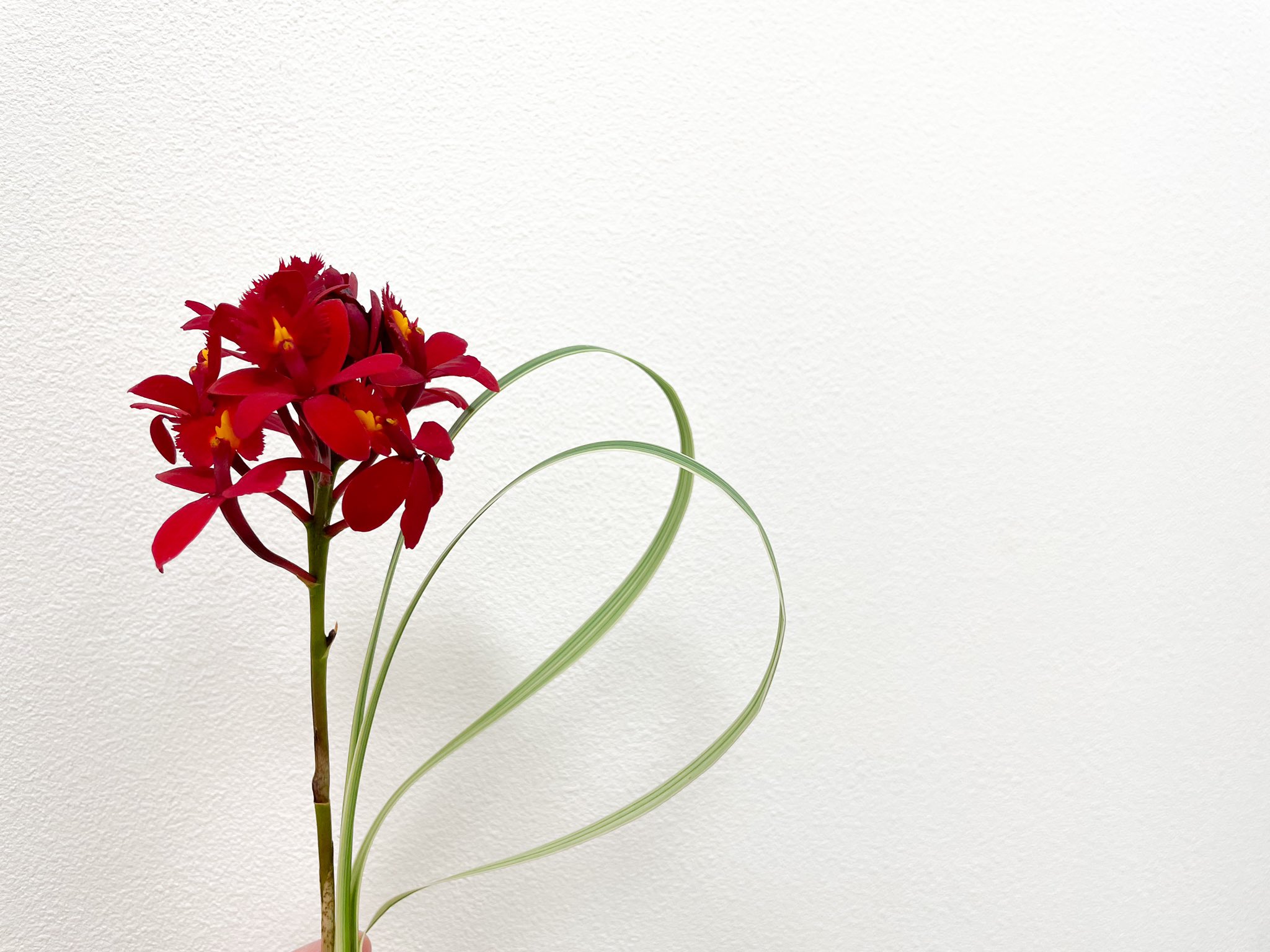 تويتر Acca على تويتر 今週は エピテンドラムにミスカンサスの葉を添えて皆様をお迎えしています エピテンドラムの花言葉は 孤高の憧れ 可憐な恋 などがあります エピテンドラムはギリシャ語で 上 を意味する Epi と 木 を意味する Dendron が合わさっ تويتر Acca على تويتر 今週は エピテンドラムにミスカンサスの葉を添えて皆様をお迎えしています エピテンドラムの花言葉は 孤高の憧れ 可憐な恋 などがあります エピテンドラムはギリシャ語で 上 を意味する Epi と 木 を意味する Dendron が合わさっ