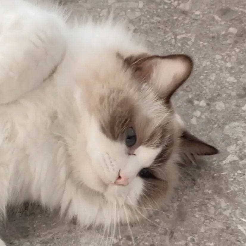 😭😭🤲🏻🤲🏻🤲🏻🤲🏻

#Amemeow
#bbrightvc