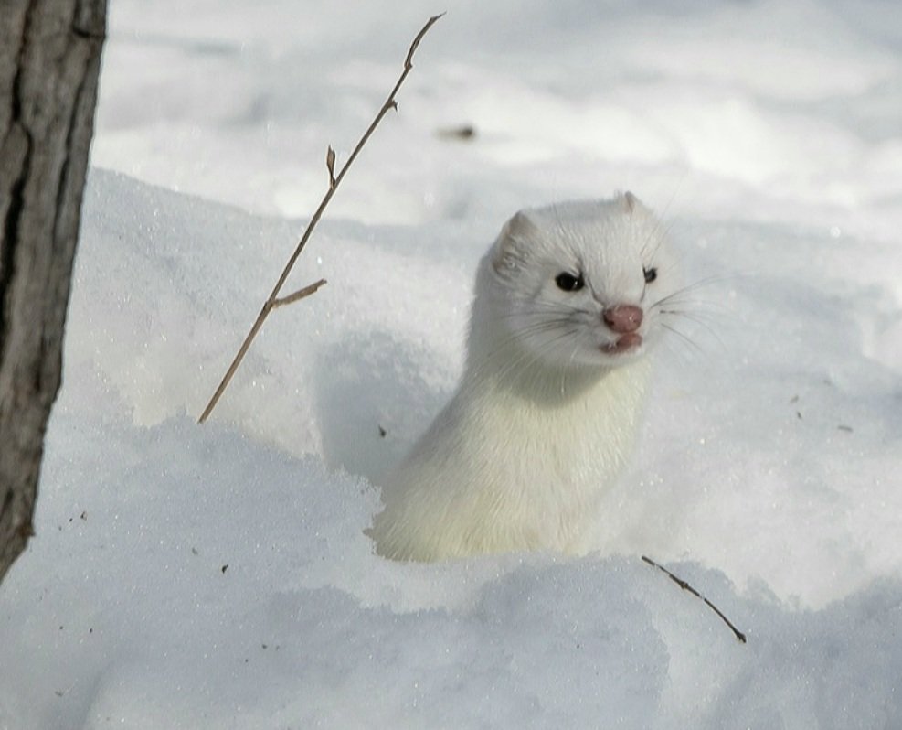 KFlanaganphotos's tweet photo. Ermine (Mustela erminea), also called stoat, short-tailed weasel. Spotted today at a local nature trail. Managed to grab a couple of pics. They are extremely quick and agile. #nature #wildlifephotography #wildlife https://t.co/F9UtUfJrXb