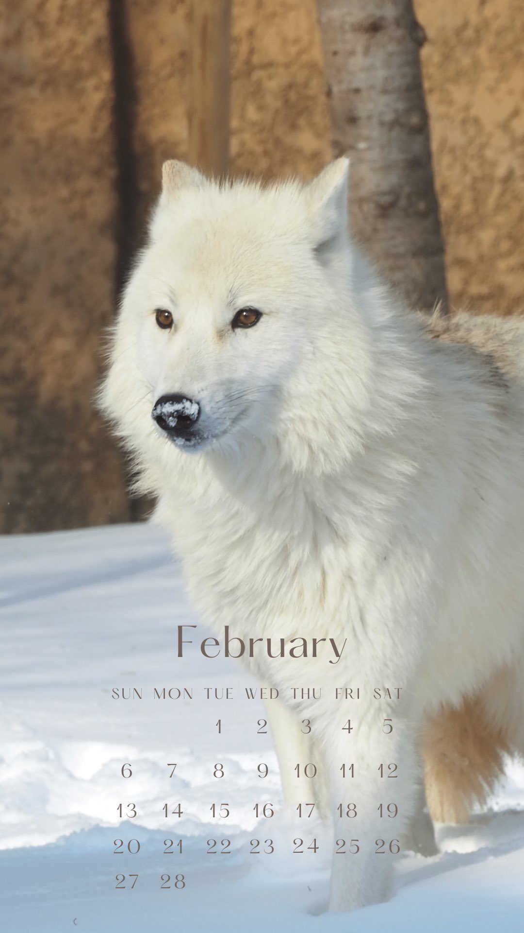 那須どうぶつ王国 2月のカレンダーを作ってみました ㅤㅤㅤㅤㅤㅤㅤㅤㅤㅤㅤㅤㅤ 那須どうぶつ王国 ホッキョクオオカミ オオカミ Arcticwolf 壁紙カレンダー T Co Gvfcvnrb8u Twitter
