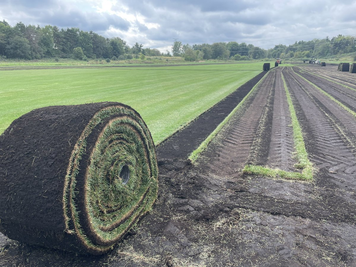 DeBuckSodFarm's tweet photo. In addition to our standard small roll, we also offer big roll for larger, open spaces. We rent equipment that helps you manage the installation and save on manual labor. #grassisgood #bigroll #instantgrassification #instantgrass #realgrassrealfast #newlawn https://t.co/Jx30i8ktvj