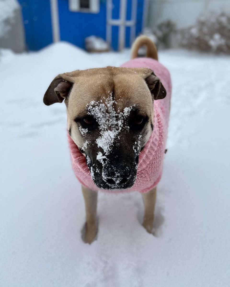 JCA2374's tweet photo. @Trupanion Pro snow! https://t.co/qAMoZr7bz3
