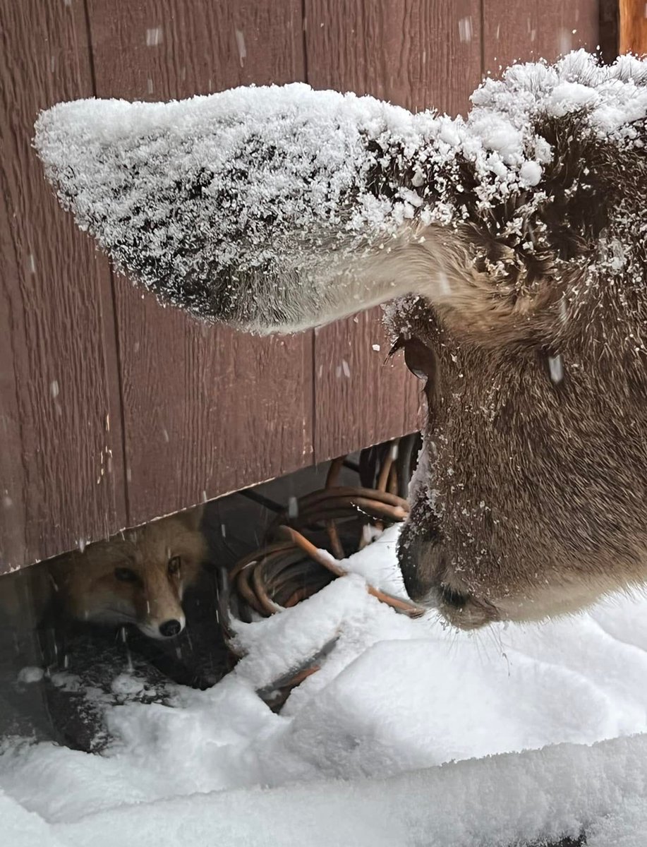 DenverChannel's tweet image. "Fox sheltering from the snow and the deer wishing she could too!" 🦊🦌

📸: Suzanne Gray | Discover Colorado Through Your Photos