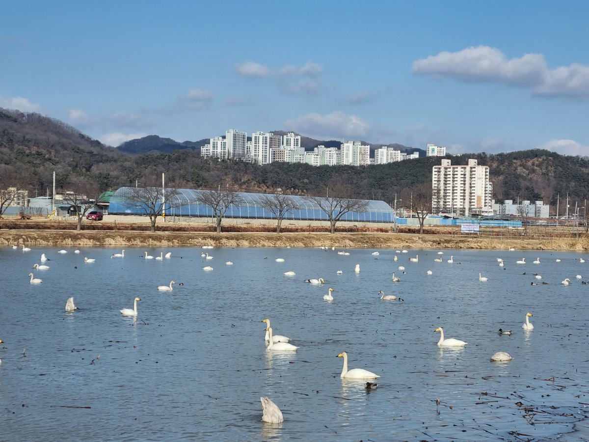 veganbeginners's tweet photo. 엄마가 운동하는 공원에 백조들 온다 그래서 와봤는데 진짜였음 https://t.co/cYN8gY1zg9