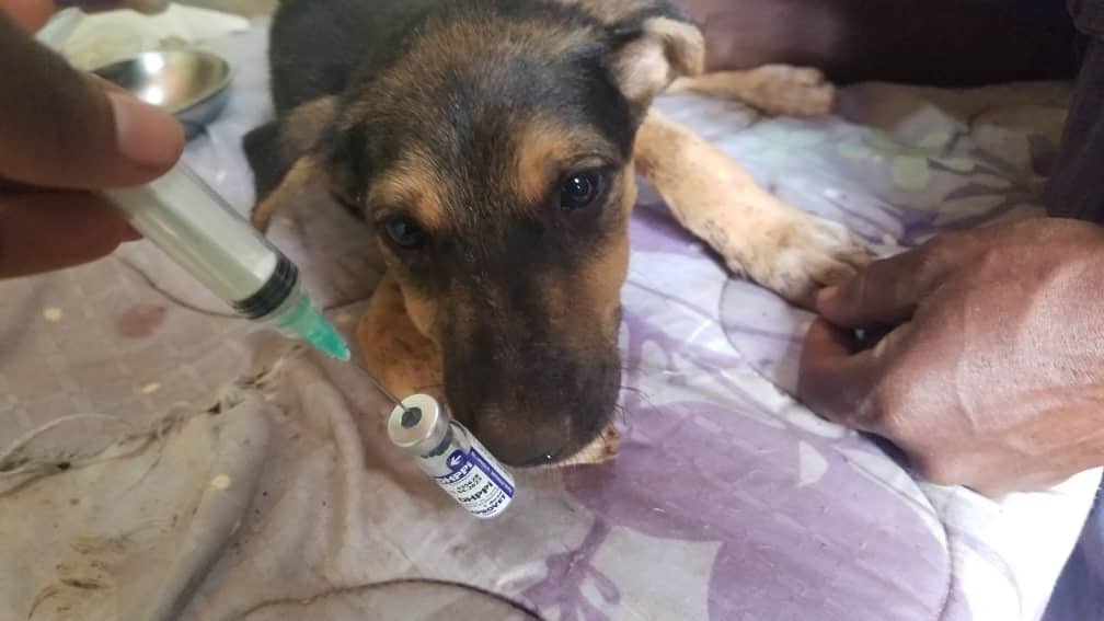 TheDogePoundNFT's tweet photo. More rescue doggos! 

We have an onsite veterinarian at the shelter. She works with the dogs every day and provides all necessary medical treatment. In these photos, she's administering a vaccine that protects our dogs from some of the most common diseases in Tanzania ❤️ https://t.co/bceo89RXPj